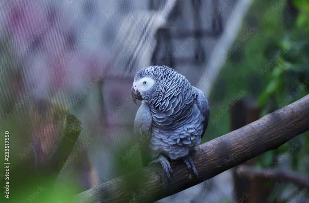 Obraz premium A beautiful eye of Grey parrot looking on the camera in the park. Psittacus erithacus sitting on the branch and looking on the parrot through leaves
