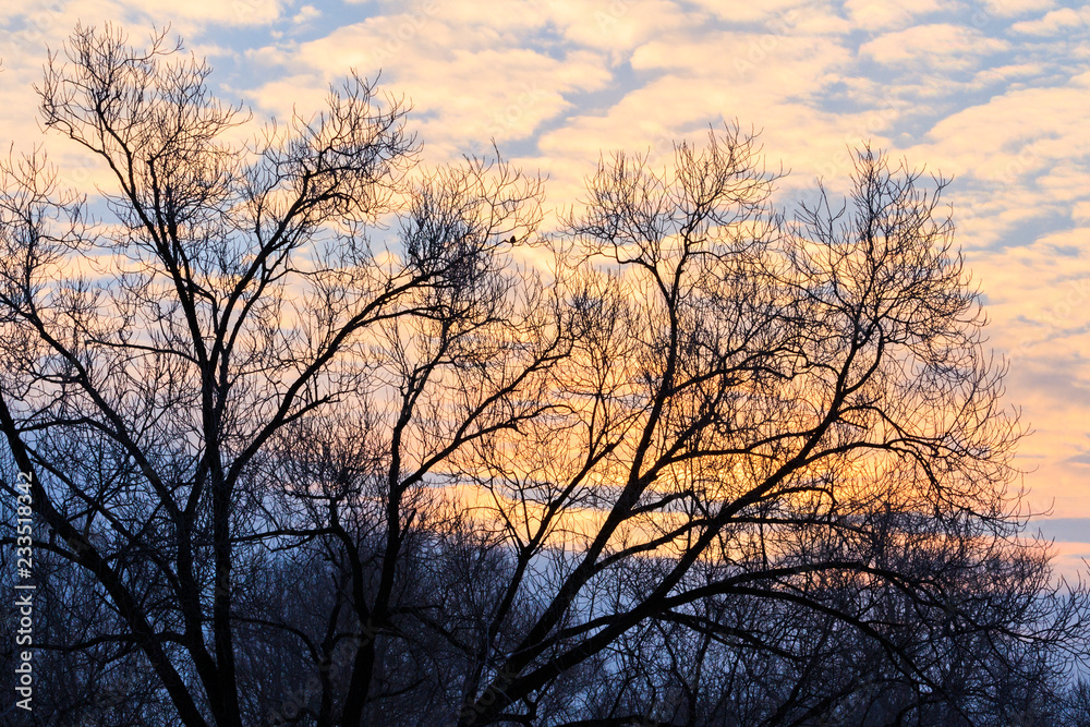 winter morning and silhouette of a tree with a bird winter morning and silhouette of a tree with a bird