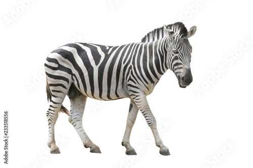 zebra isolated on white photo