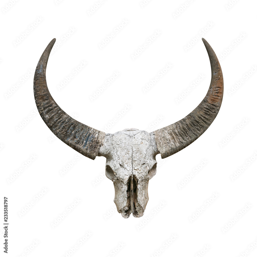 Fototapeta premium Head skull buffalo isolated on white background