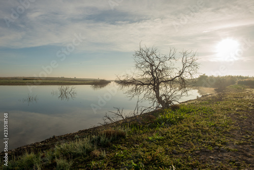 Solitary tree next to the guadiana at dawn