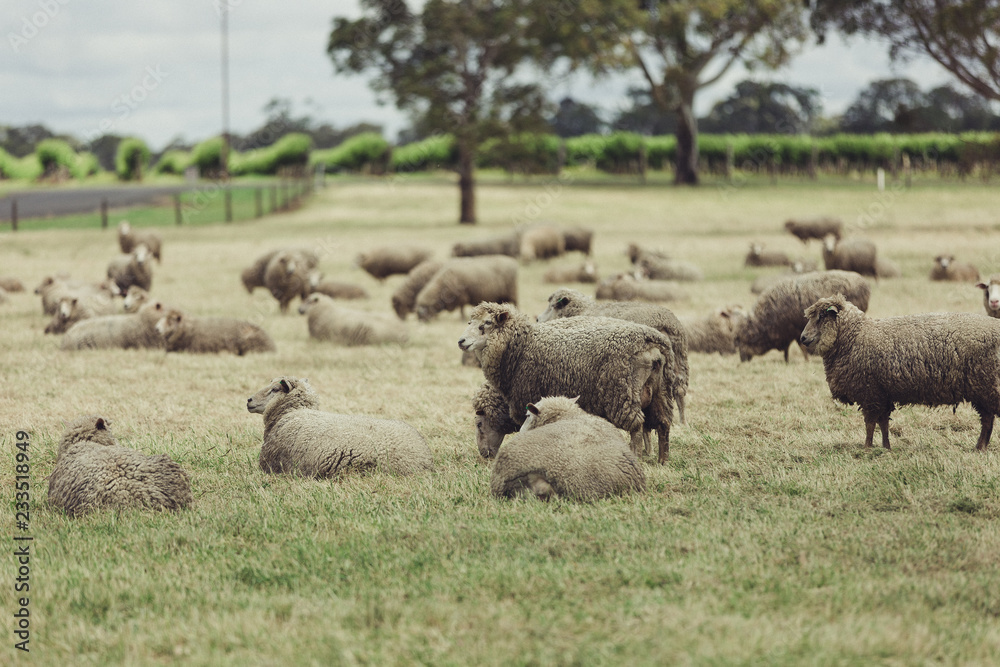 Obraz premium Family Sheep