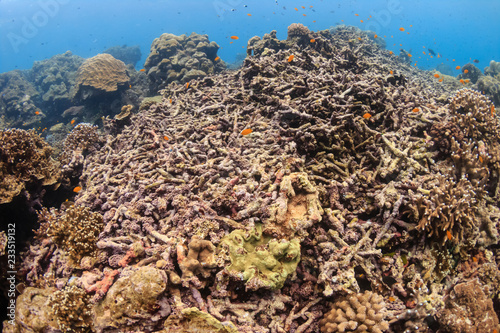 A large area of bleached, dead coral on a tropical reef in the Andaman Sea (Thailand)