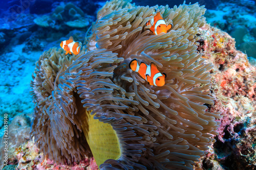 Фотография A family of cute False Clownfish in a colorful anemone on a tropical coral reef
