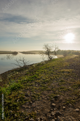 Solitary tree next to the guadiana at dawn