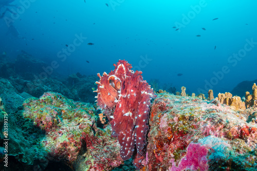 A large reef Octopus in the open on a deep  dark tropical coral reef in Thailand