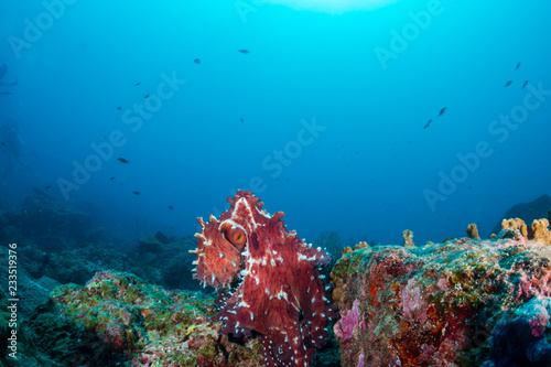 A large reef Octopus in the open on a deep, dark tropical coral reef in Thailand