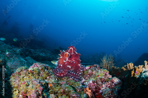 Fototapeta Naklejka Na Ścianę i Meble -  A large reef Octopus in the open on a deep, dark tropical coral reef in Thailand