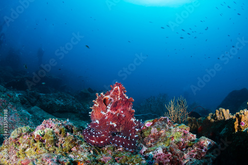 A large reef Octopus in the open on a deep, dark tropical coral reef in Thailand