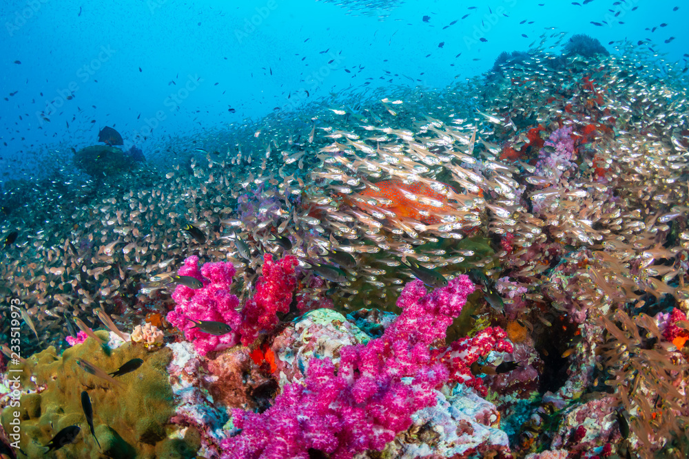 Fototapeta premium A colorful, thriving tropical coral reef ecosystem (Richelieu Rock, Thailand)