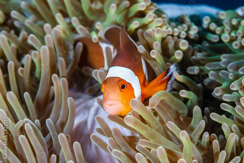 Cute, friendly Clownfish in an anemone on a tropical coral reef