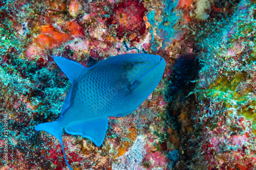Small Red Tooth Triggerfish on a tropical coral reef © whitcomberd