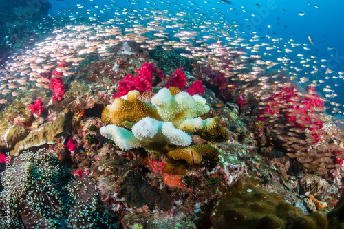 Fototapeta Naklejka Na Ścianę i Meble -  Coral Bleaching on a tropical coral reef (Richelieu Rock, Thailand)