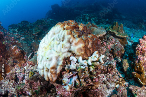 A Brain Coral in the process of bleaching due to rising sea temperatures