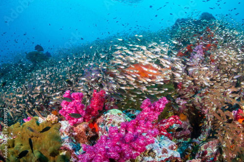 A colorful  thriving tropical coral reef ecosystem  Richelieu Rock  Thailand 
