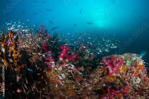 Fototapeta Naklejka Na Ścianę i Meble -  A colorful, thriving tropical coral reef ecosystem (Richelieu Rock, Thailand)