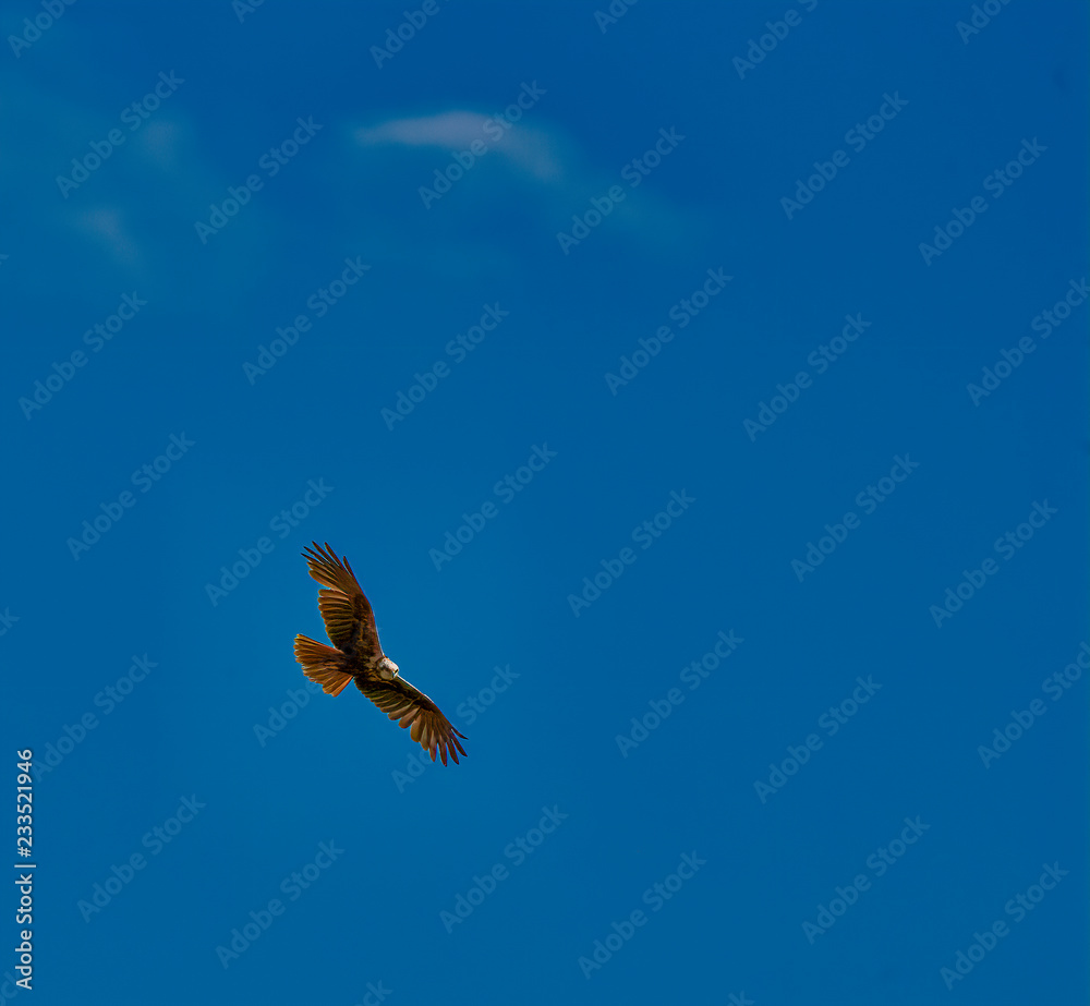 Fototapeta premium Bird northern harrier hunting from high above wetlands