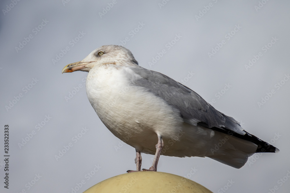 Common Gull (Larus canus) resting on a lamp at Worthing Common Gull (Larus canus) resting on a lamp at Worthing