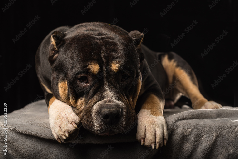 Male of Dog of American Bully breed on a black background
