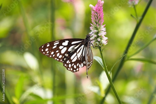Butterfly up on flower © Niyada