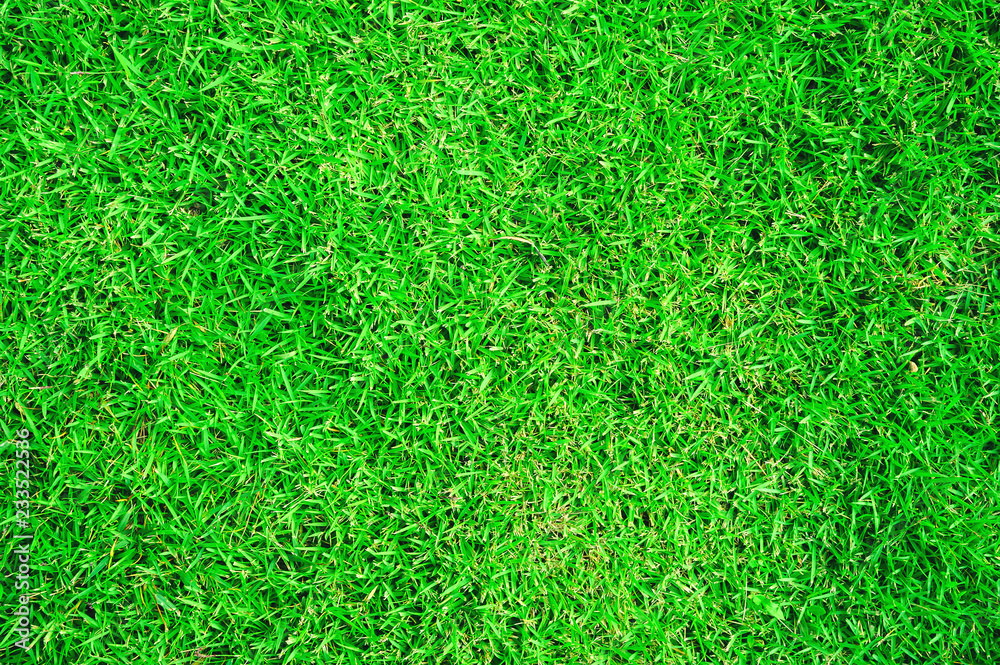 Green grass texture background. Green grass texture background.