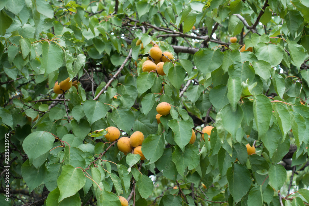 Orange fruits in the leafage of apricot tree