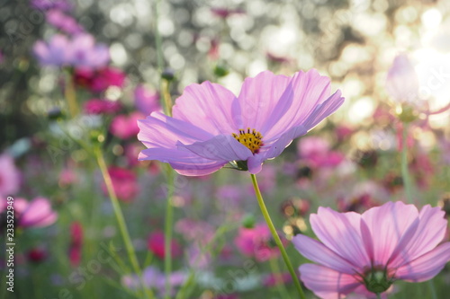 Flower with bokeh background