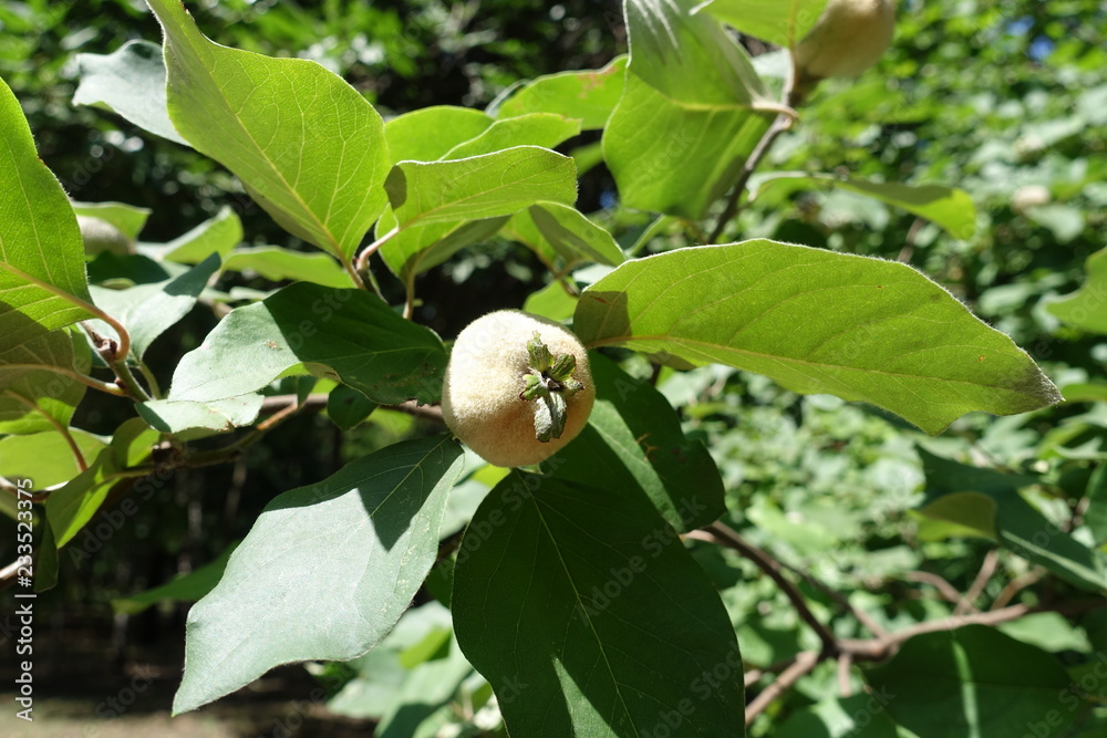 Ripening fruit of quince on the branch of tree Ripening fruit of quince on the branch of tree