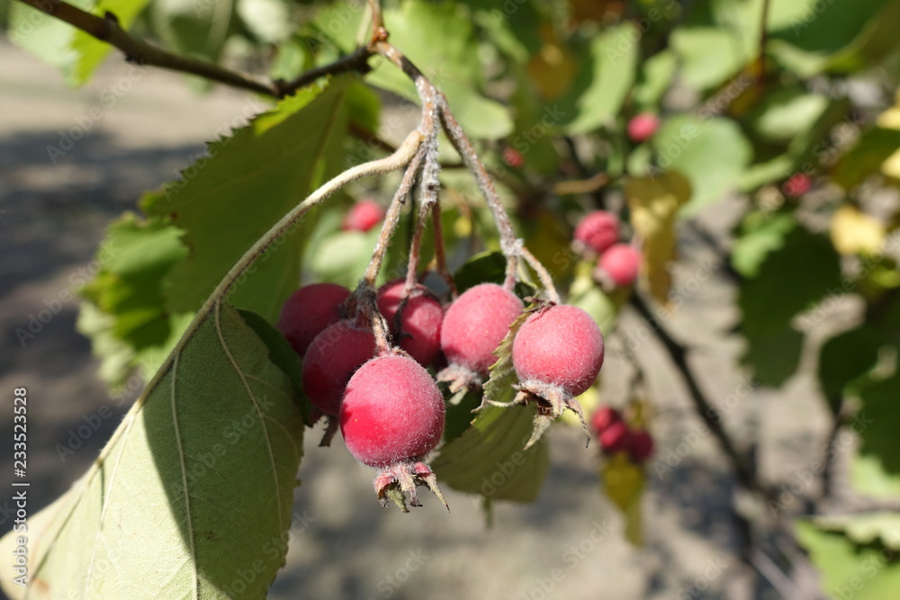 Edible fruits of northern red haw in August Edible fruits of northern red haw in August