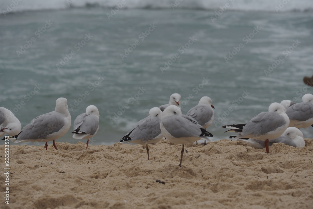Seagull walking on the beach 