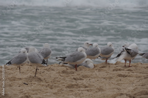 Seagull walking on the beach 