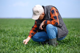 Senior farmer in filed examining young wheat corp.