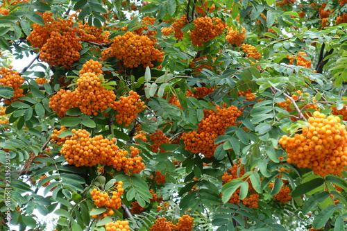 Many orange berries on branches of rowan tree