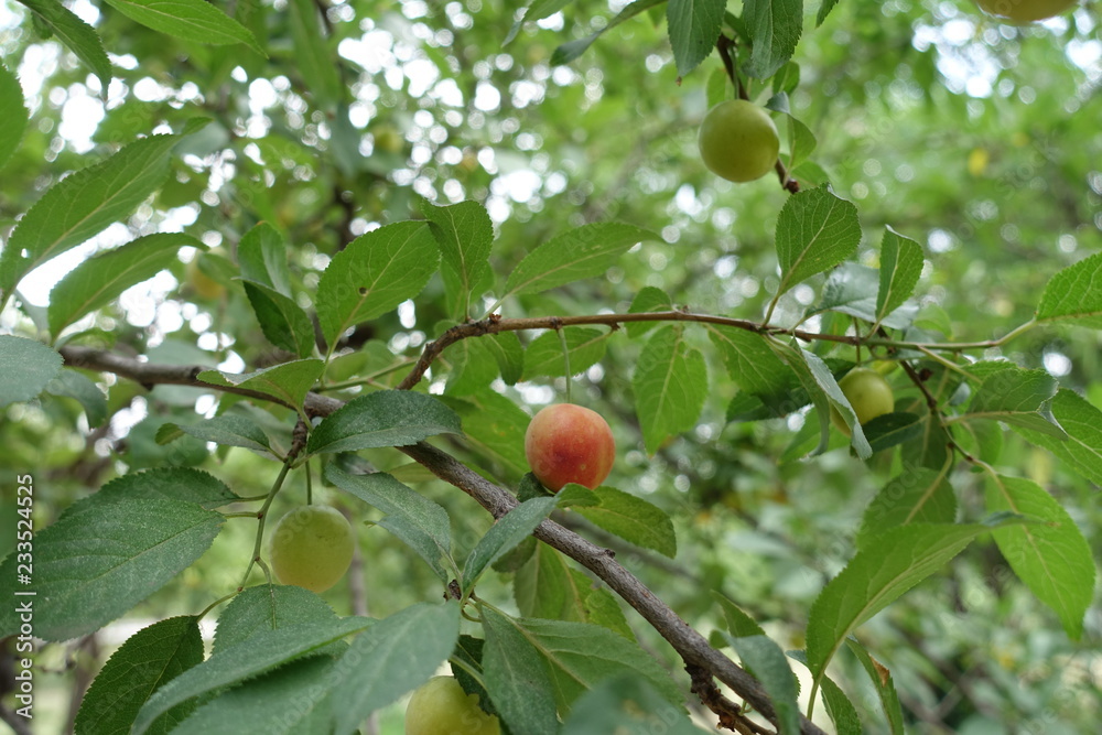 Reddish yellow ripe mirabelle plum in the leafage of fruit tree