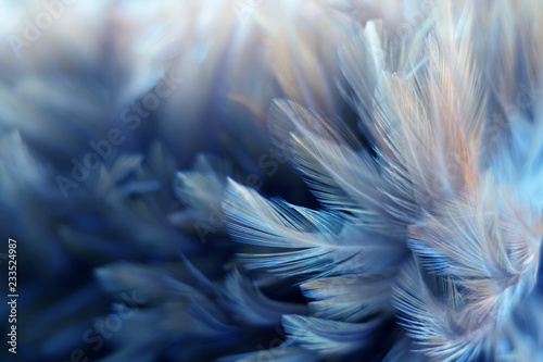 Blur Bird chickens feather texture for background, Fantasy, Abstract, soft color of art design.