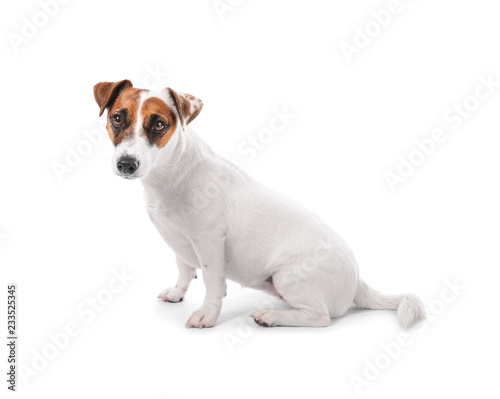 Fototapeta Naklejka Na Ścianę i Meble -  Cute funny dog on white background