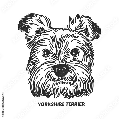 Yorkshire terrier face. Dog head sketch style. Vector illustration