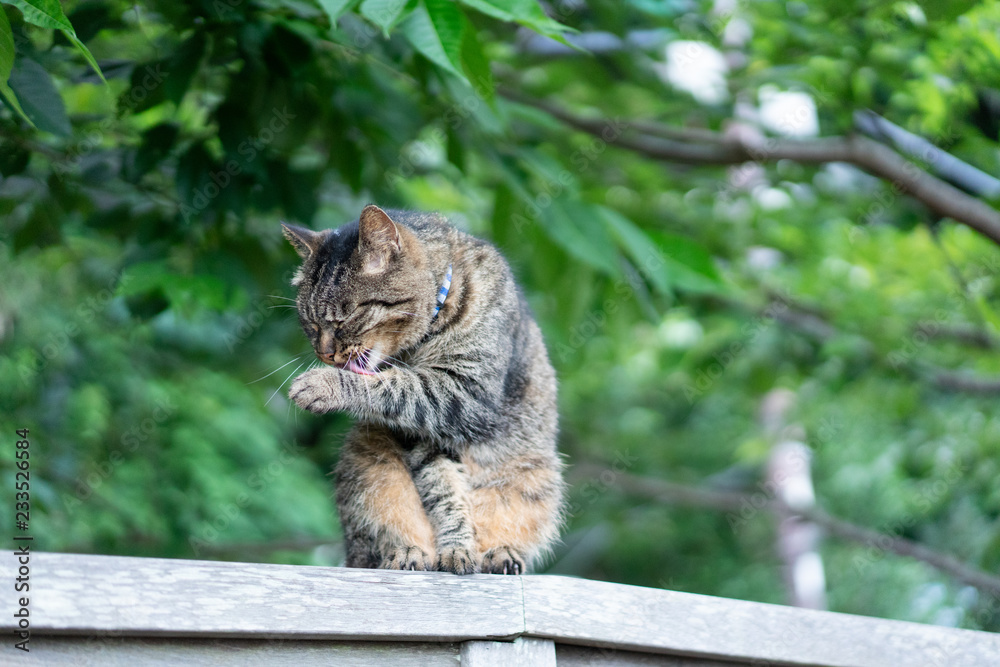 Obraz premium cat