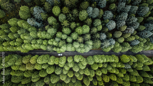 Drone aerial view from above of road through the green autumn forest in 