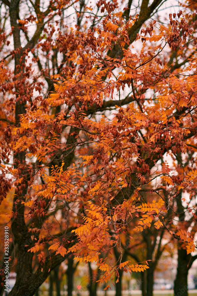 beautiful rowan trees in the autumn season