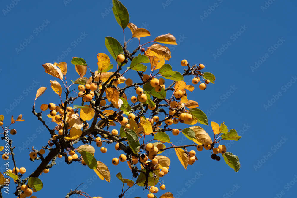 Little apples on autumn tree branches Little apples on autumn tree branches