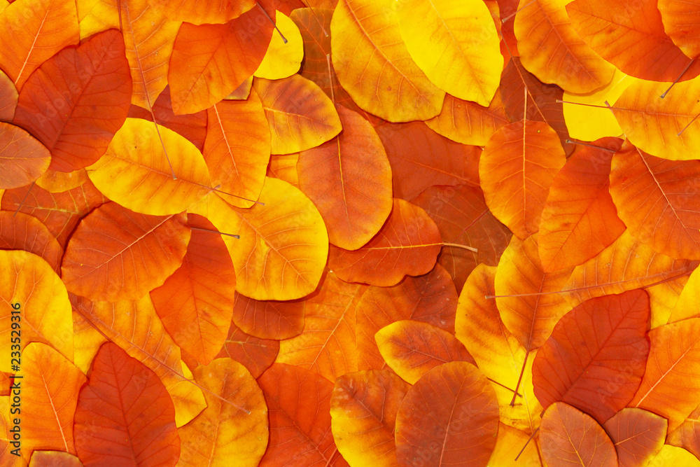 Red and Orange Autumn Leaves Background Red and Orange Autumn Leaves Background