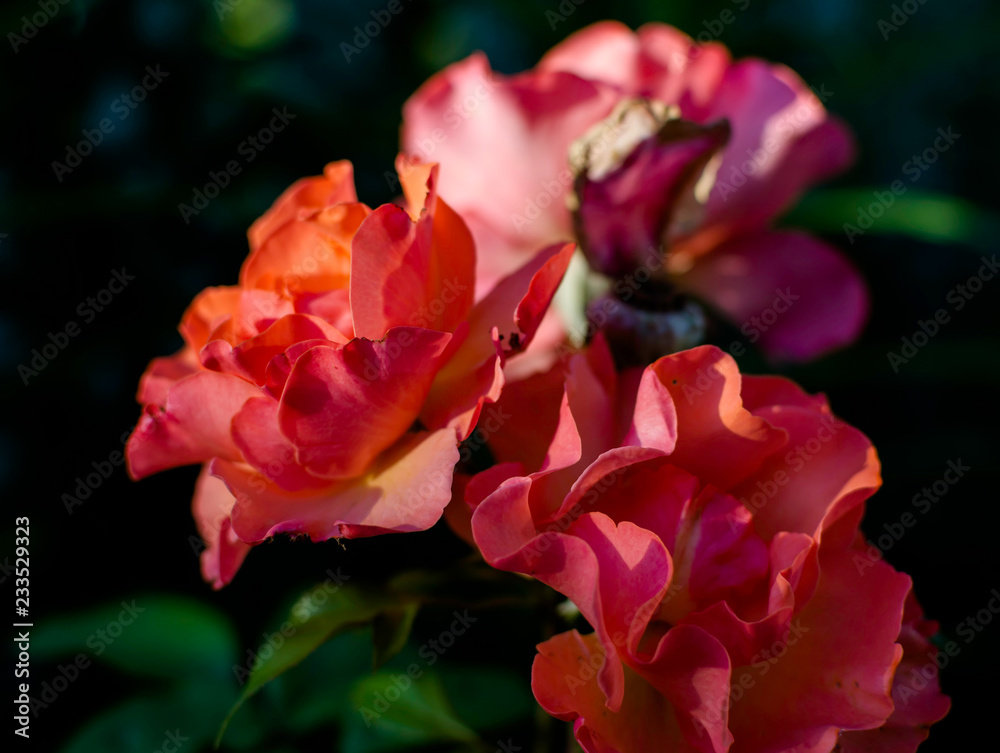 Red roses under summer evening sun. Sweet bright red roses lit with evening sunlight, selective focus. Red roses under summer evening sun. Sweet bright red roses lit with evening sunlight, selective focus.