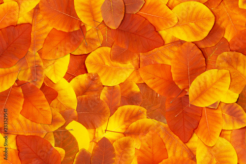 Natural background of red and yellow leaves 