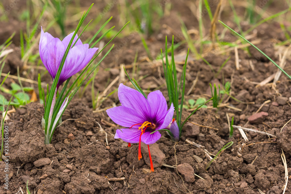 Saffron flower in the filed. Blooming saffron. Saffron flower in the filed. Blooming saffron.
