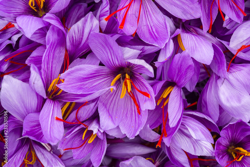 Harvesting the saffron flower. After collection flower buds. Big quantity. photo