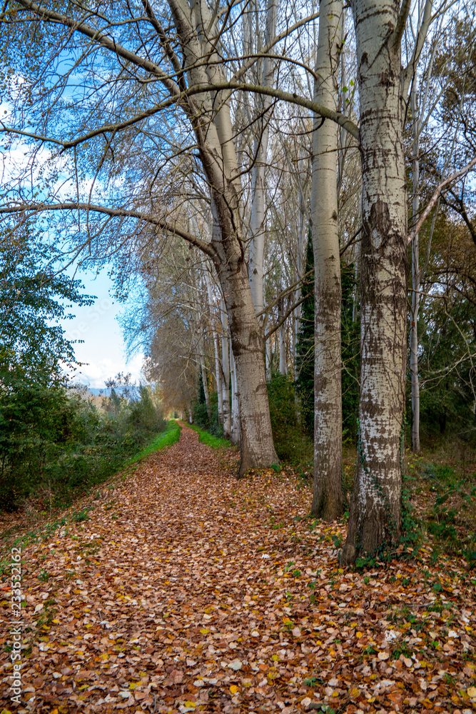 Fototapeta premium Tuscany, autumn in the forest