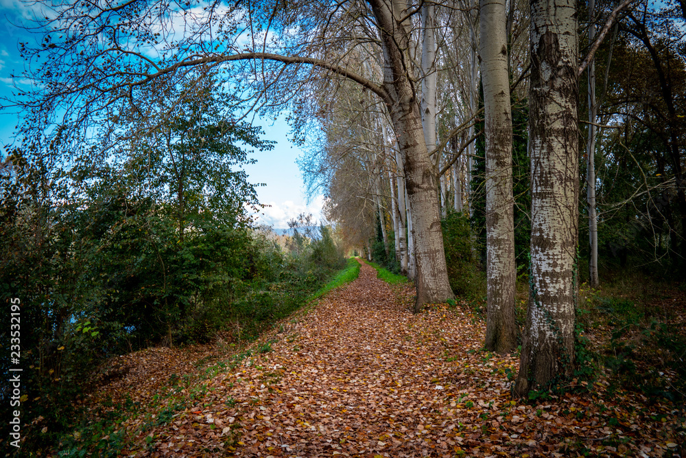 Fototapeta premium Tuscany, autumn in the forest