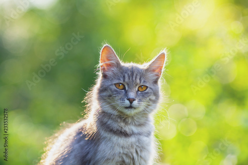 Siberian cat sitting in the garden in summer