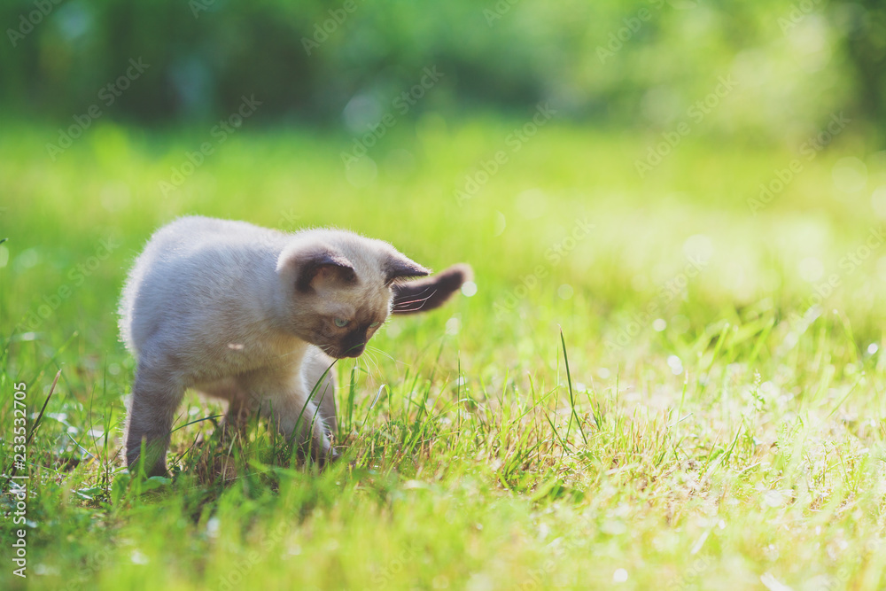 Cute little siamese kitten walking on the grass Cute little siamese kitten walking on the grass